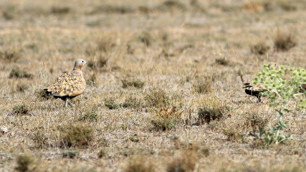 Black-bellied Sandgrouse