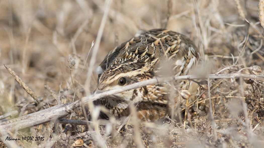 Common Quail