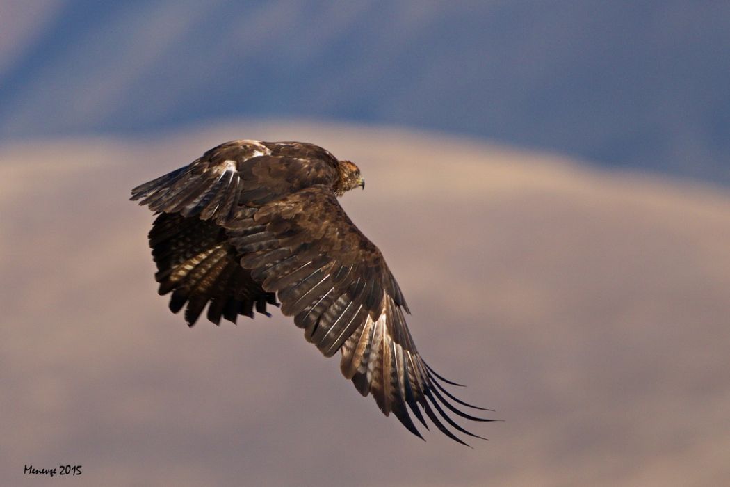 Steppe Eagle