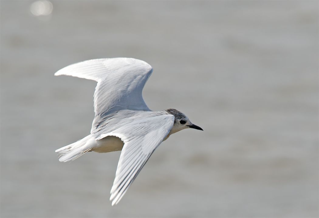 Little Gull