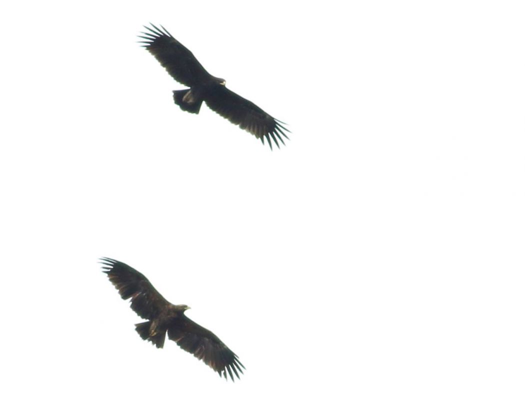 Greater Spotted Eagle