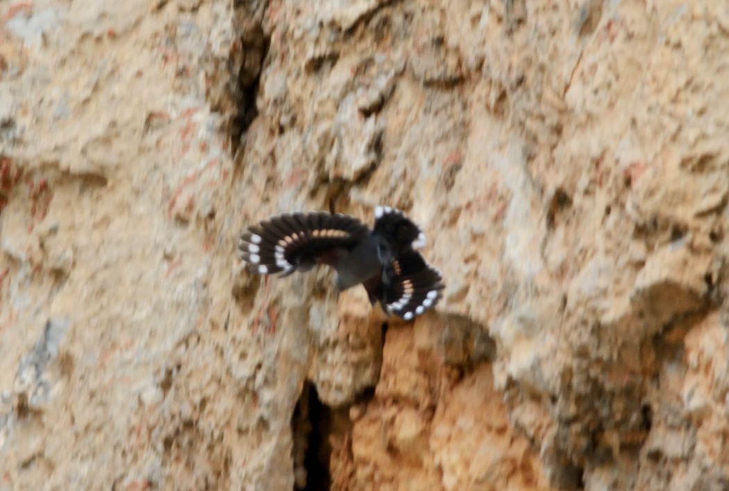 Wallcreeper