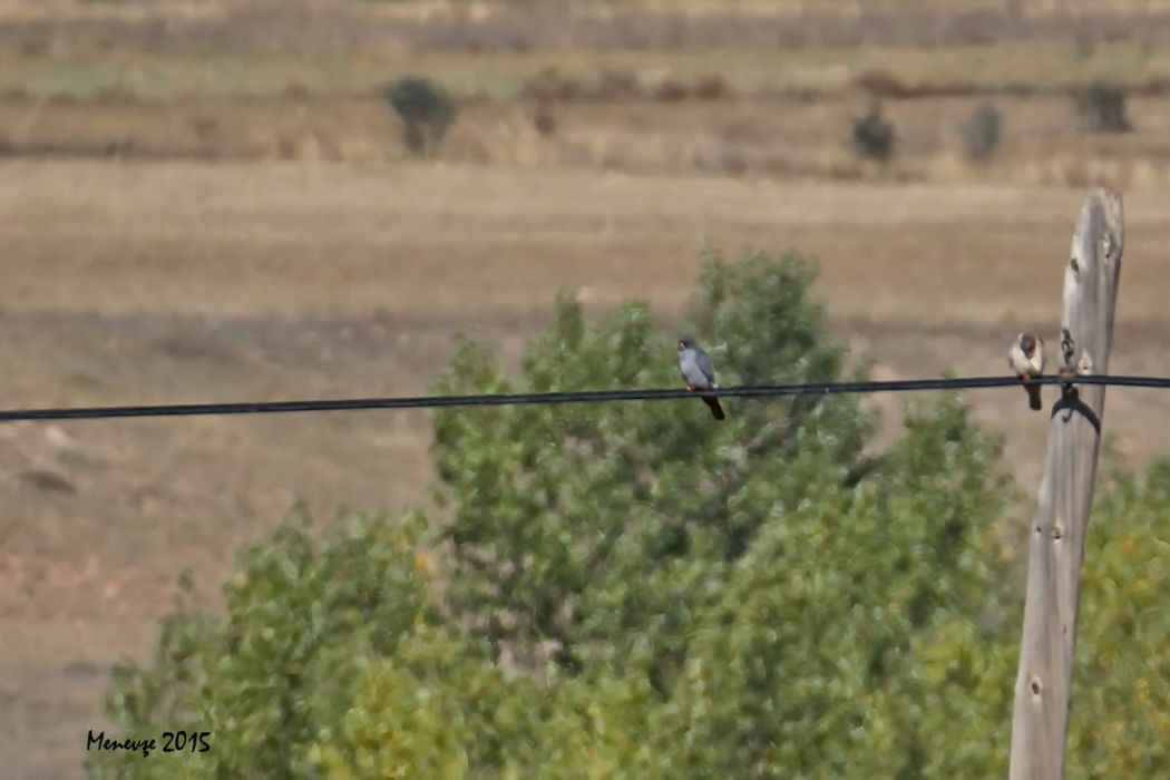 Ala Doğan