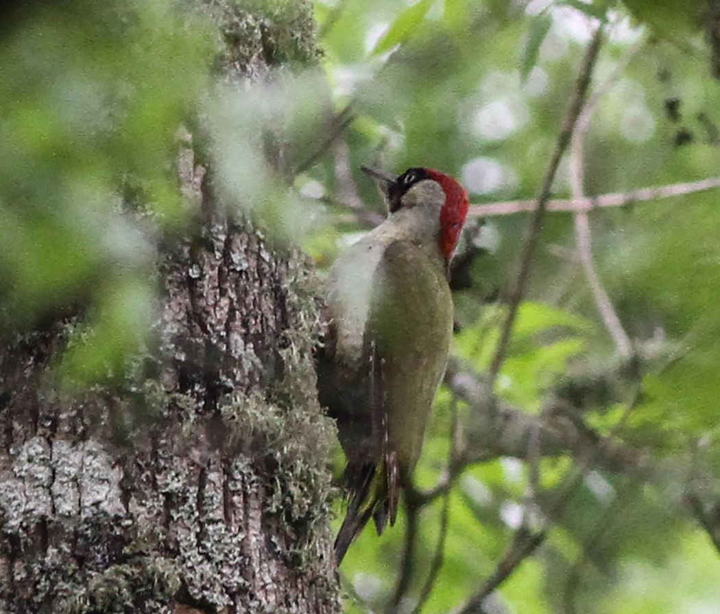 European Green Woodpecker