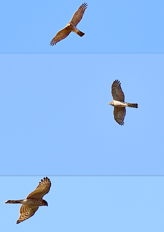 Atmaca