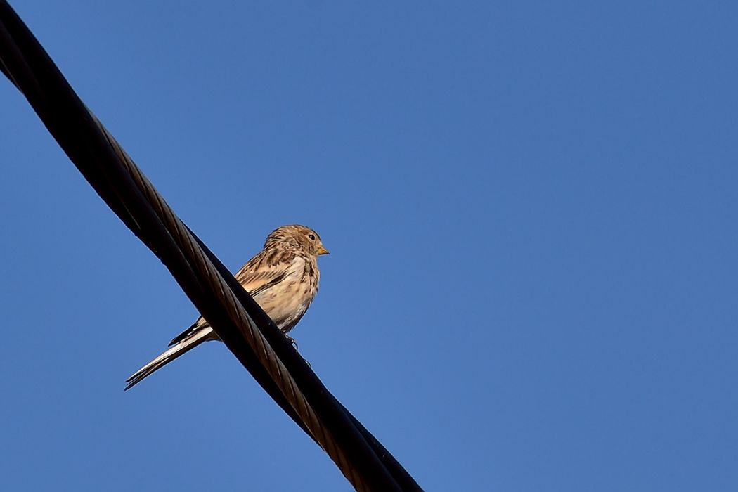 Sarıgagalı Ketenkuşu