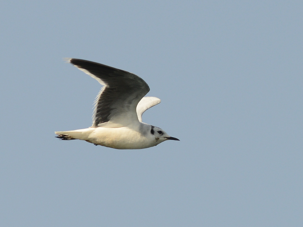 Little Gull