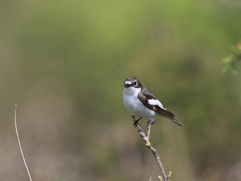 European Pied Flycatcher