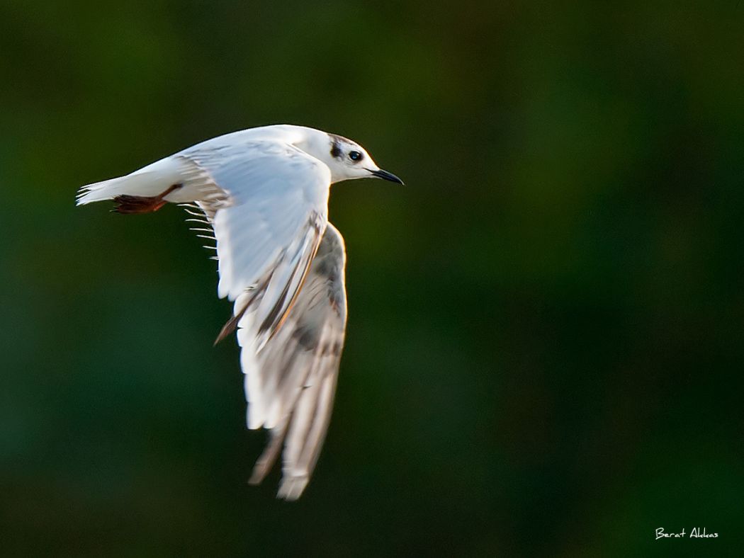 Little Gull