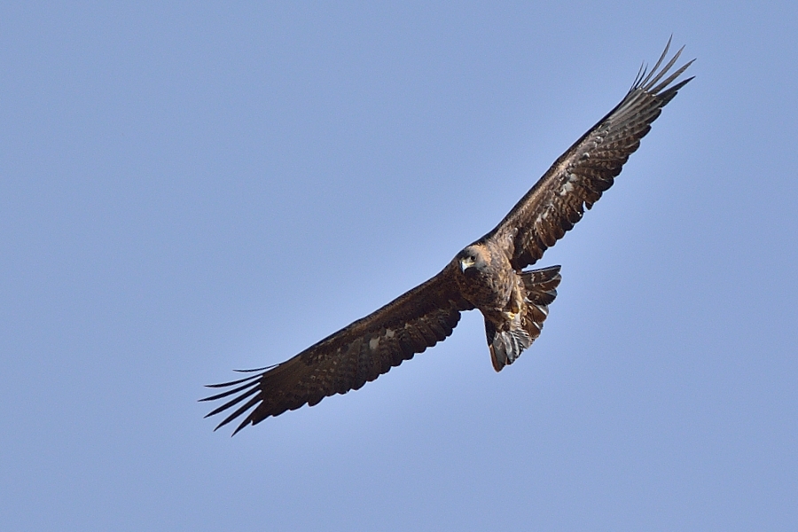 Kaya Kartalı