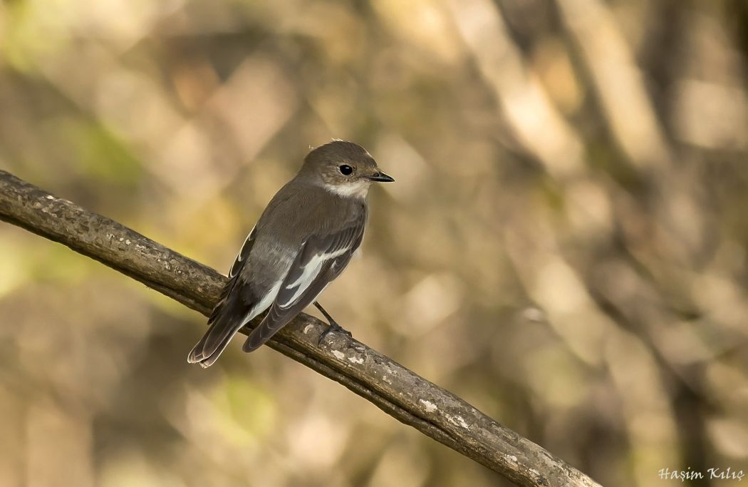 European Pied Flycatcher