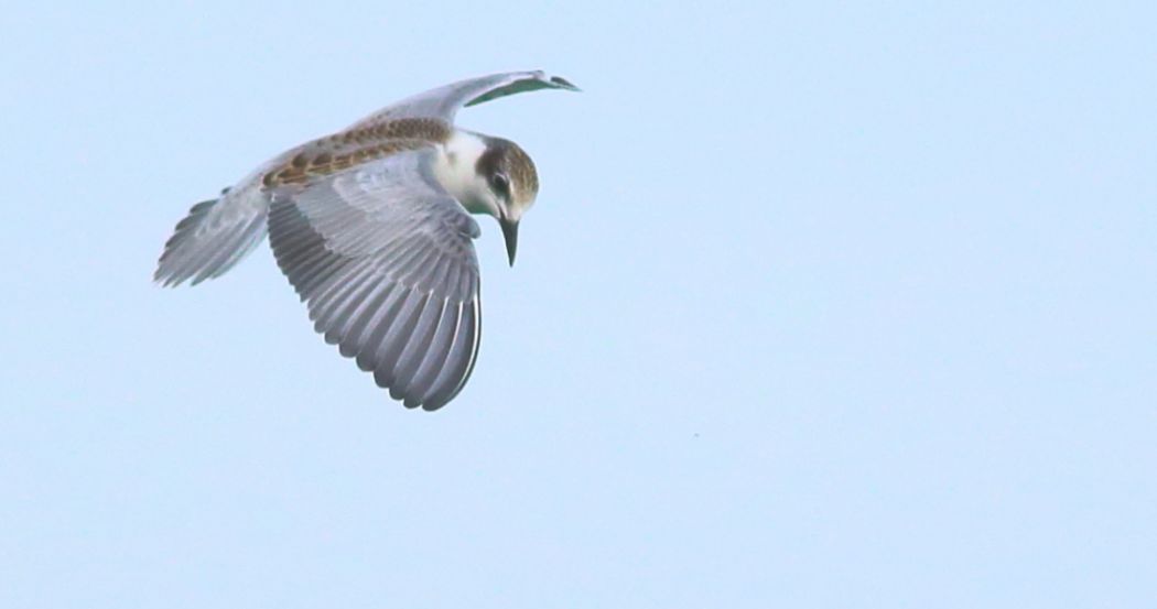 Whiskered Tern