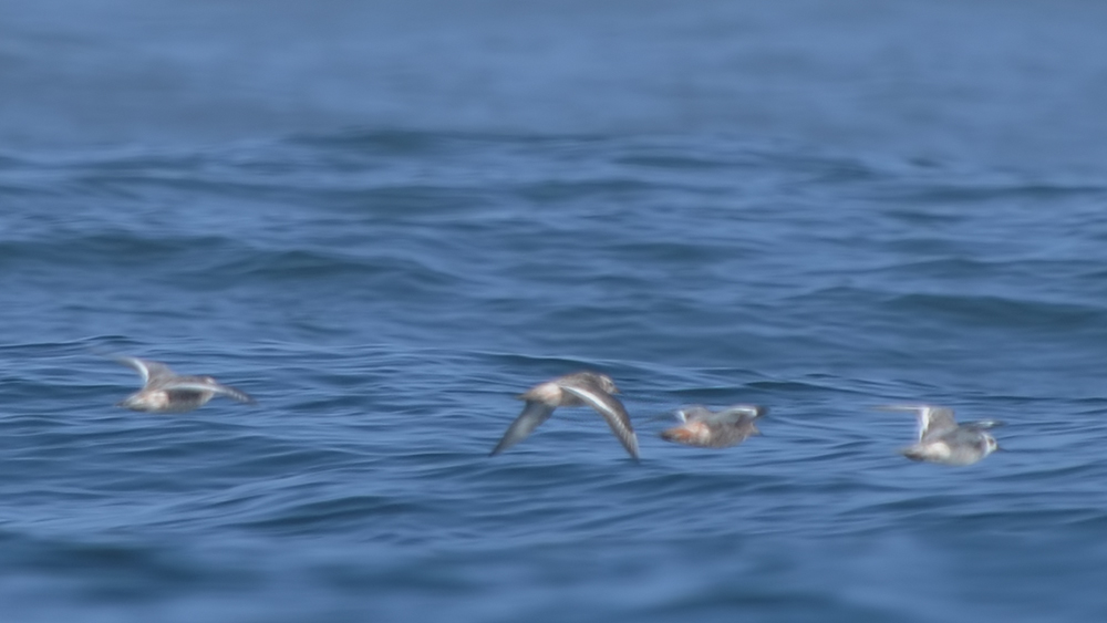 Red Phalarope