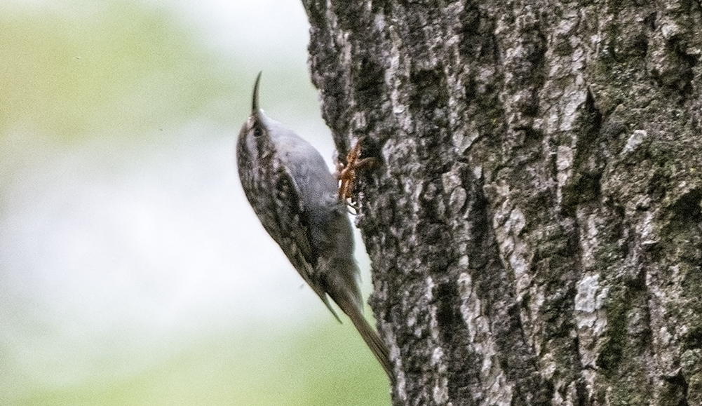 Short-toed Treecreeper