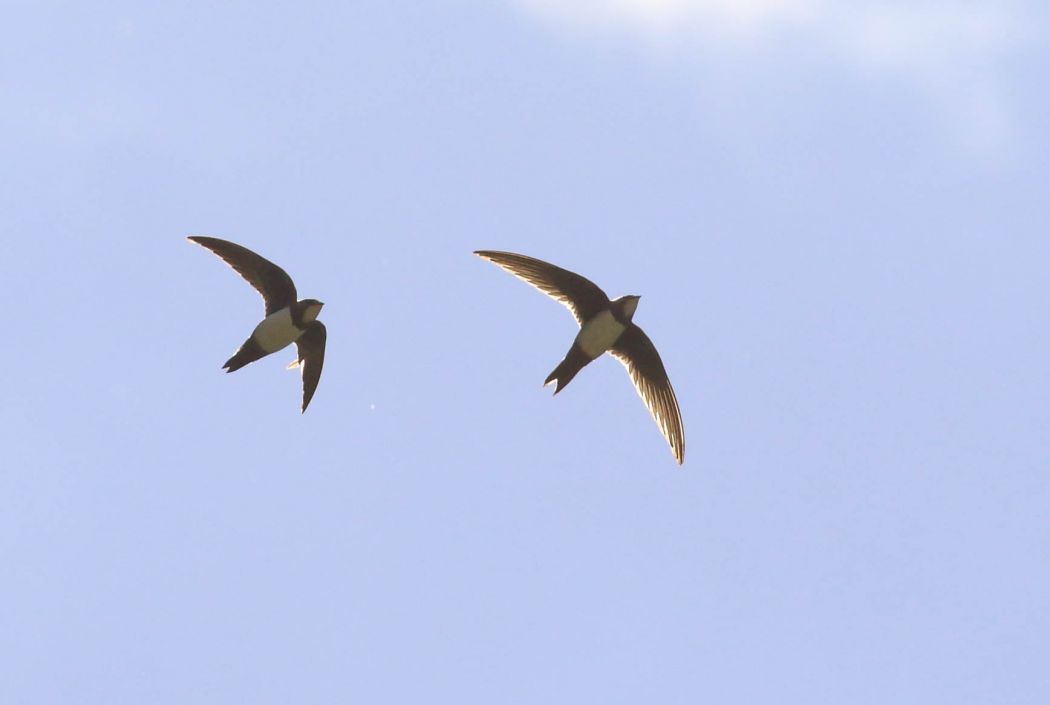 Alpine Swift