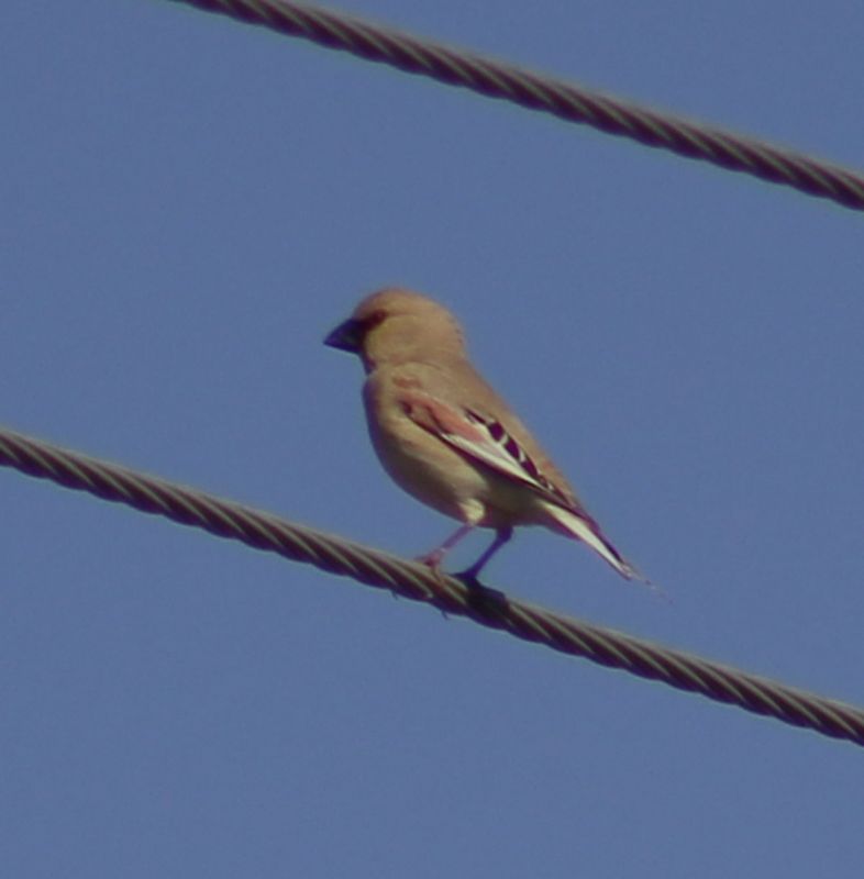 Desert Finch