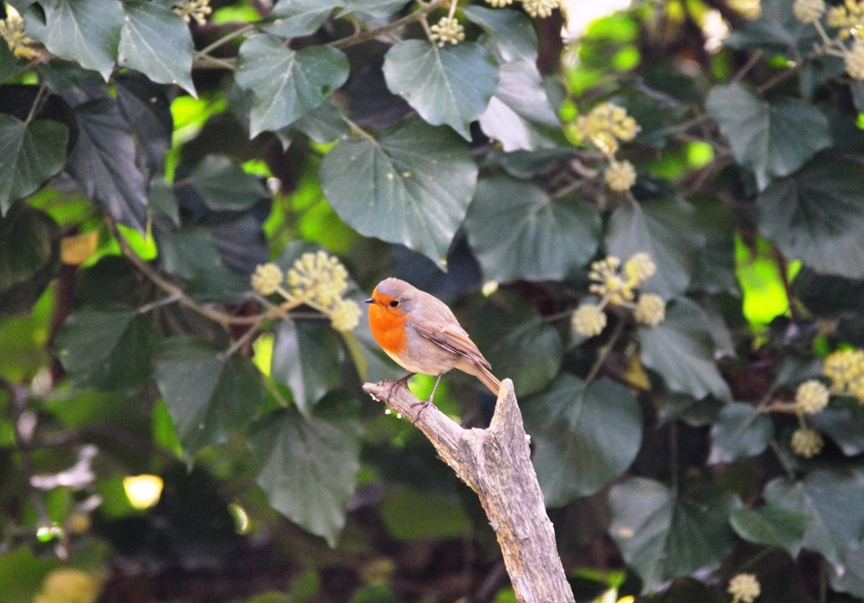 European Robin