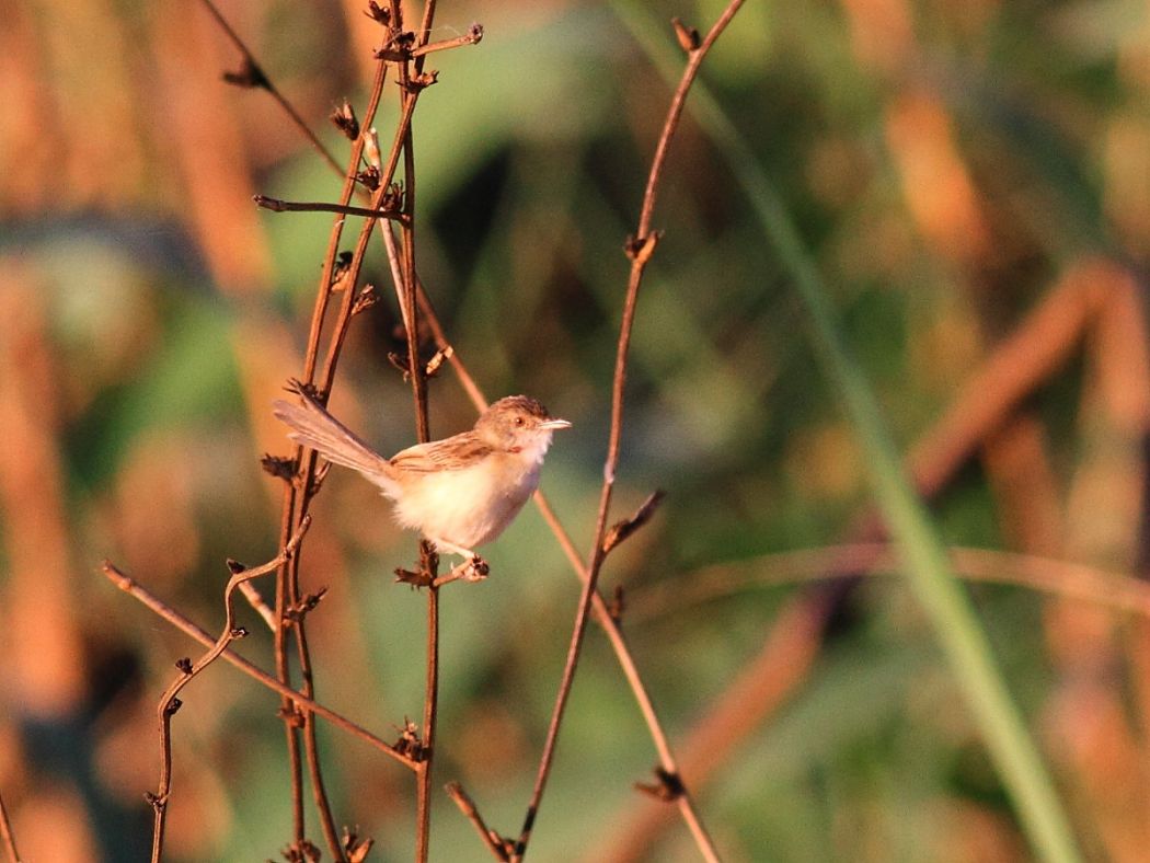 Delicate Prinia