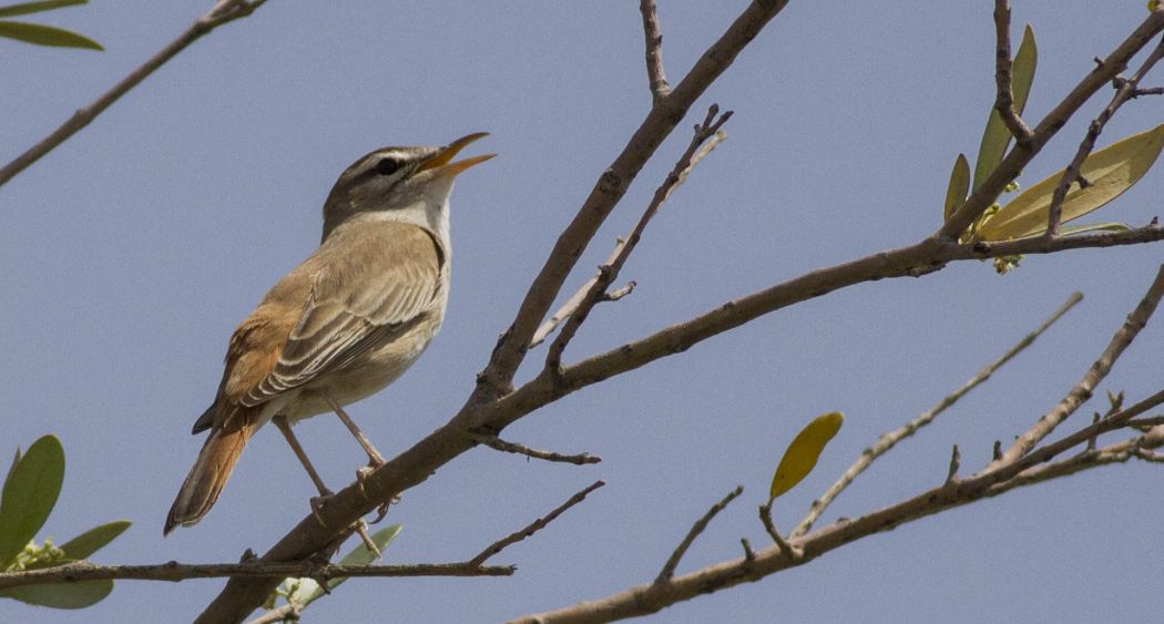 Rufous-tailed Scrub Robin