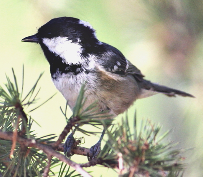 Coal Tit