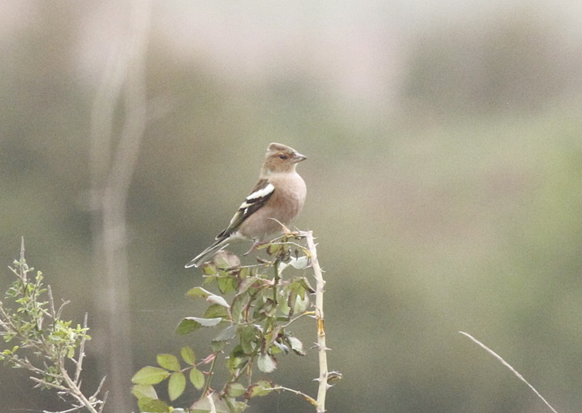 Eurasian Chaffinch