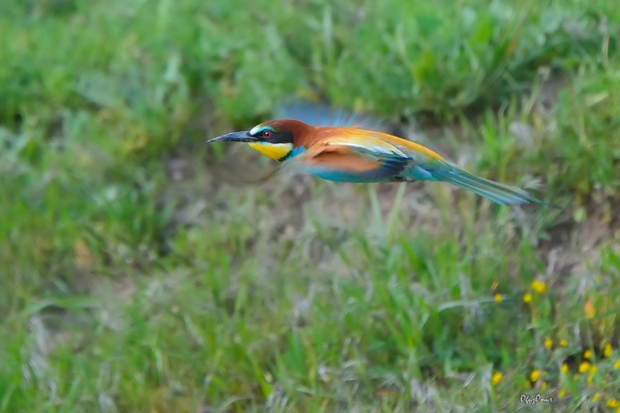 European Bee-eater