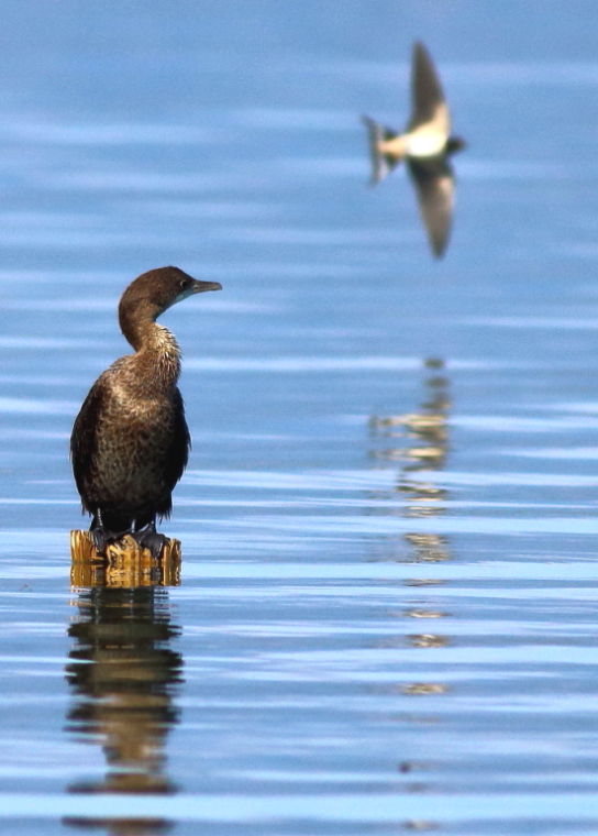 Pygmy Cormorant