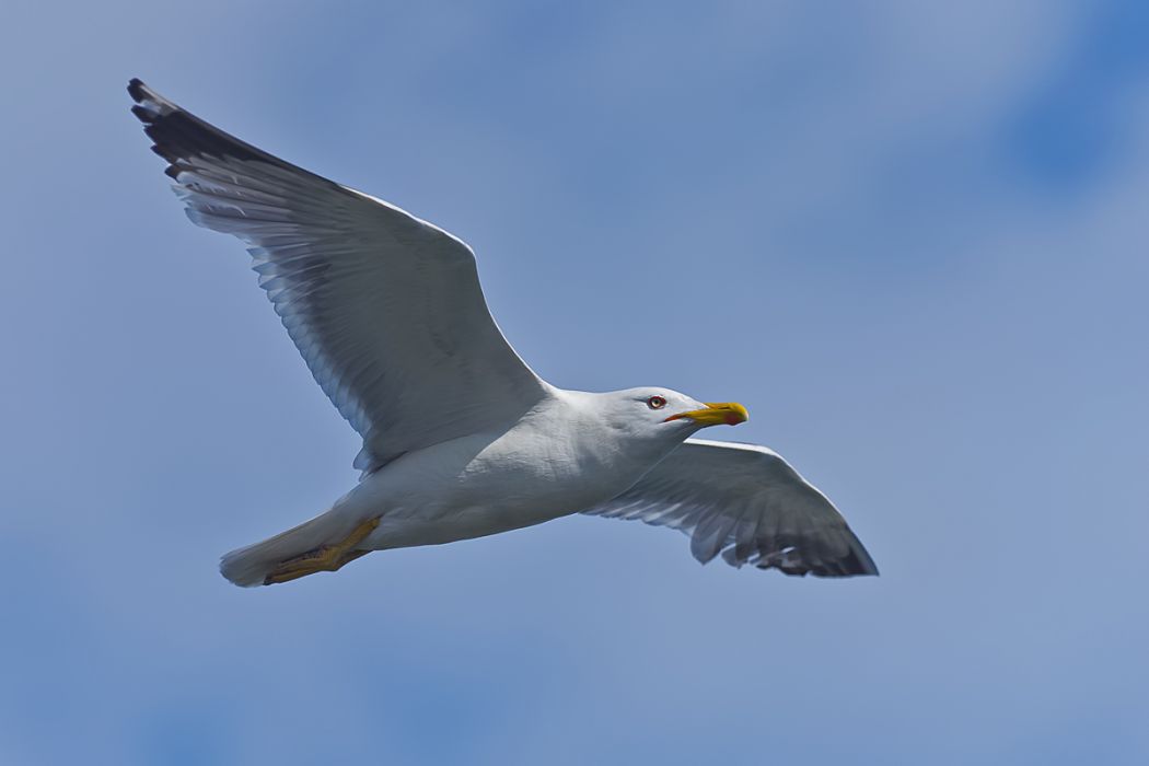 Yellow-legged Gull