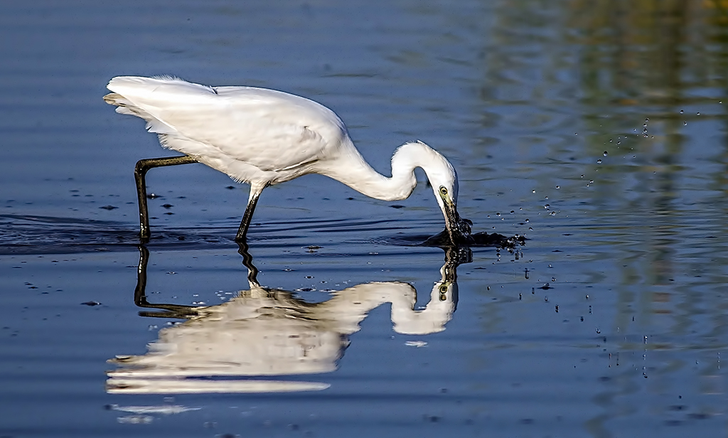 Little Egret