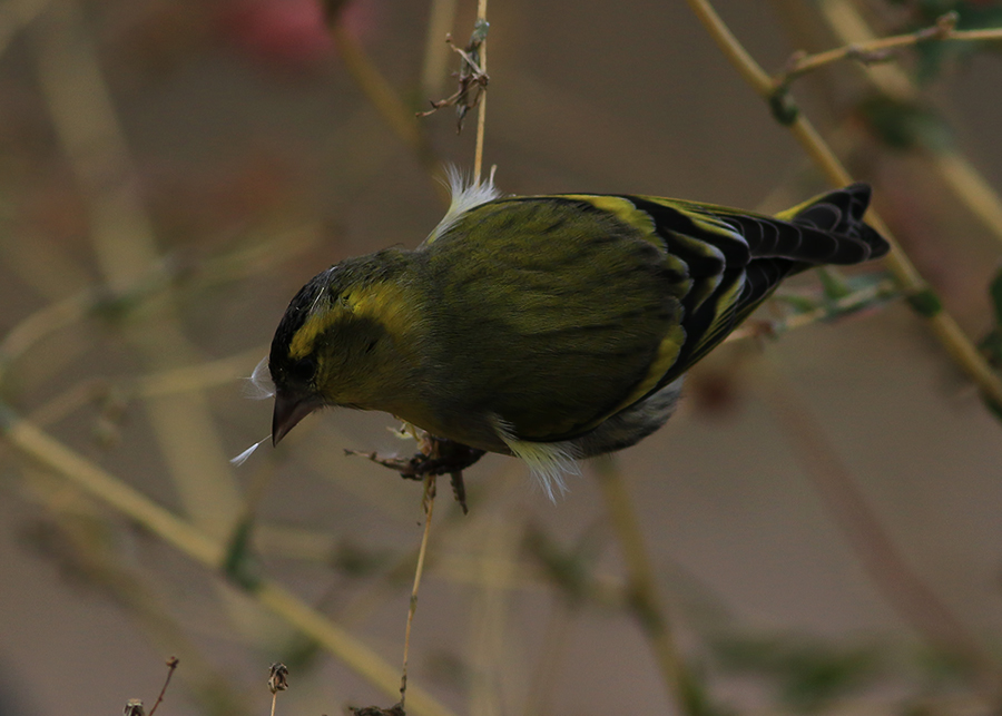 Eurasian Siskin