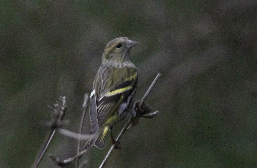 Eurasian Siskin