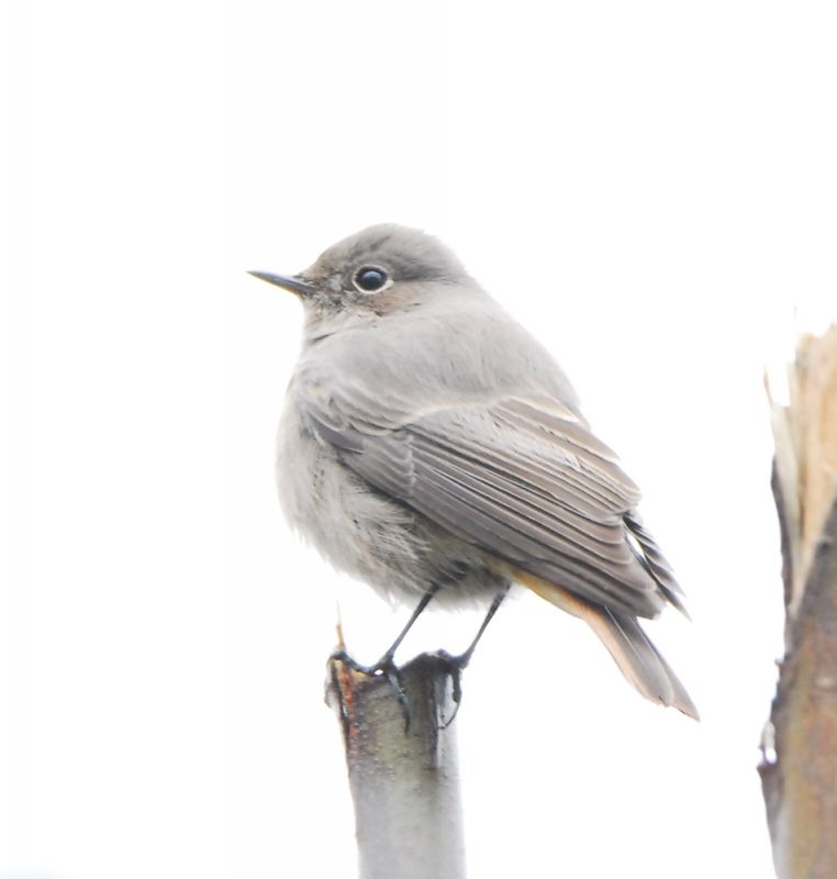 Black Redstart