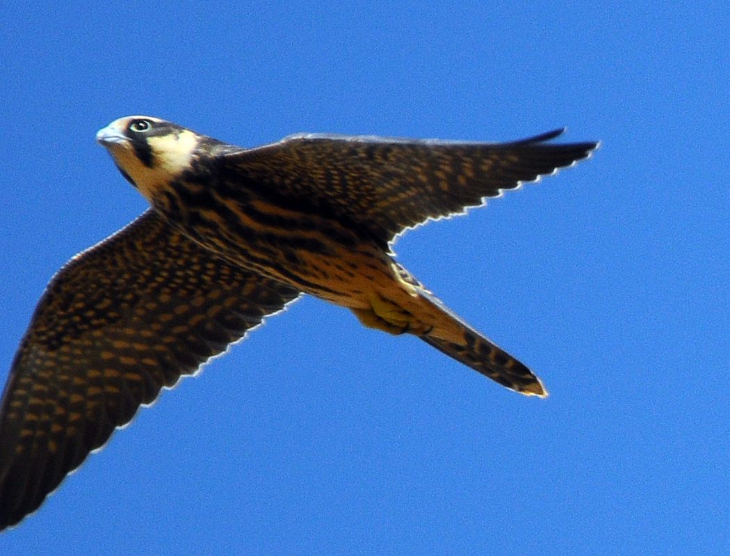 Eurasian Hobby