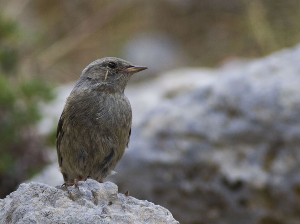 Dunnock
