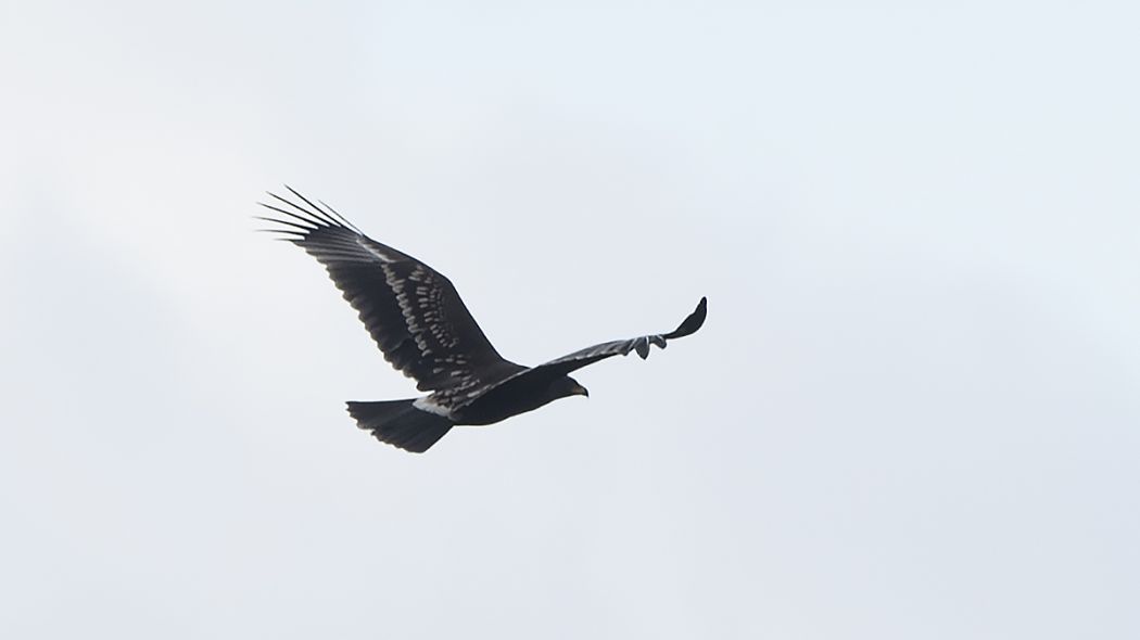 Greater Spotted Eagle
