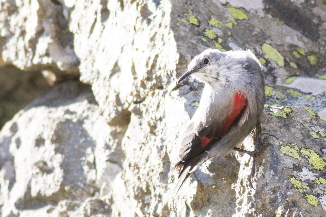 Wallcreeper
