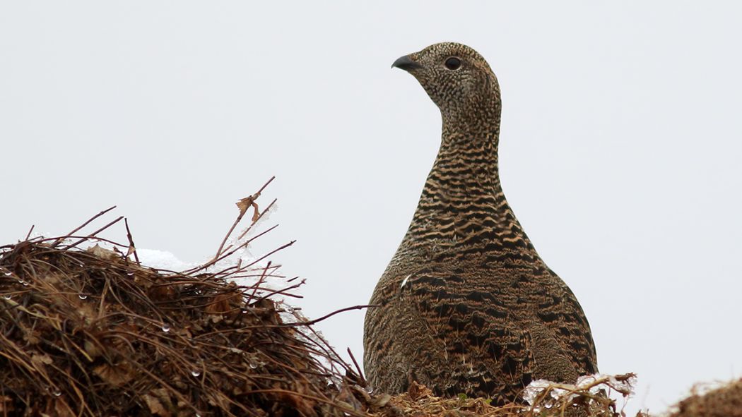 Caucasian Grouse