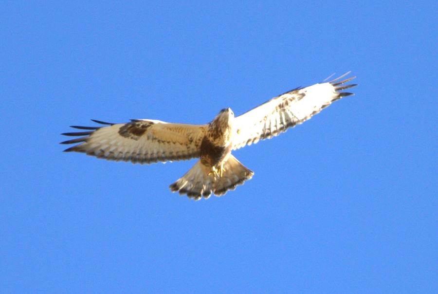 Rough-legged Buzzard
