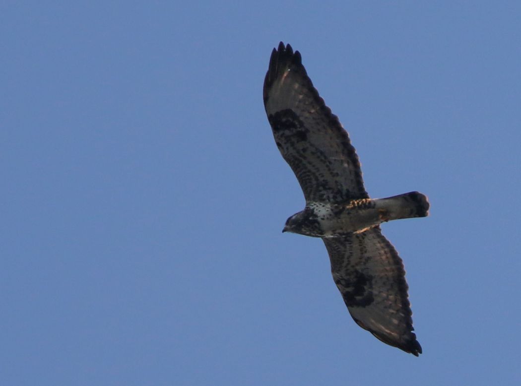 Rough-legged Buzzard