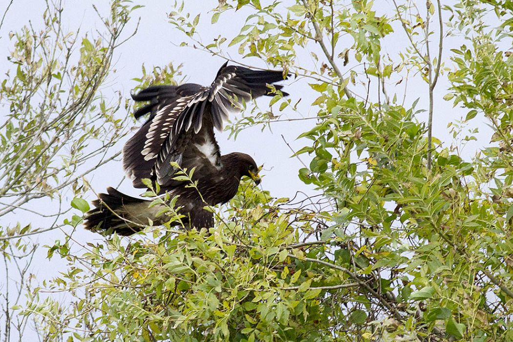 Greater Spotted Eagle