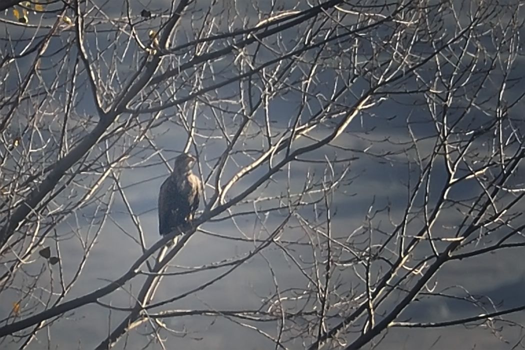 Akkuyruklu Kartal