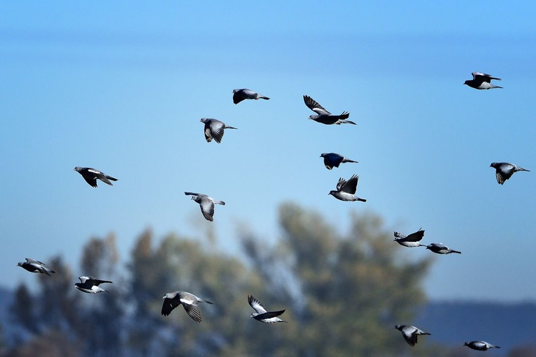 Stock Dove