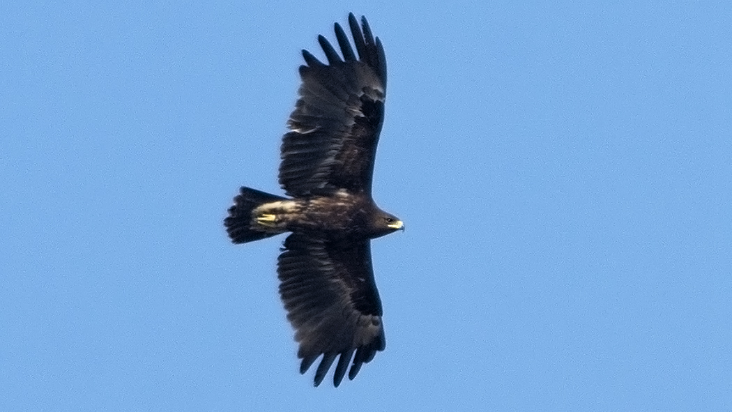 Greater Spotted Eagle