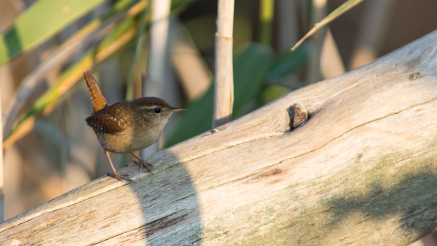 Çıtkuşu