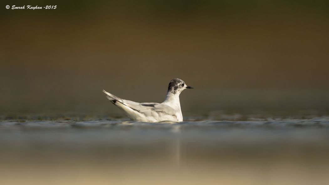 Little Gull