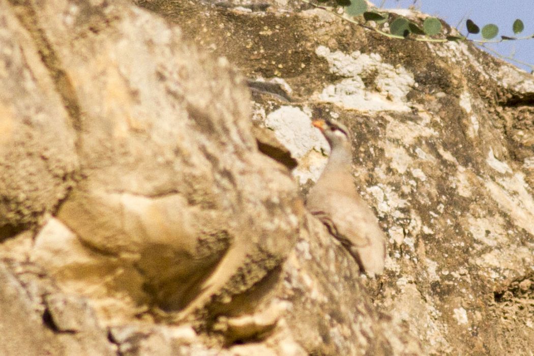 See-see Partridge