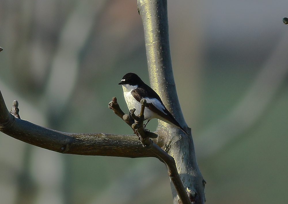 European Pied Flycatcher