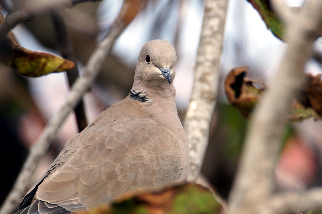 Eurasian Collared Dove