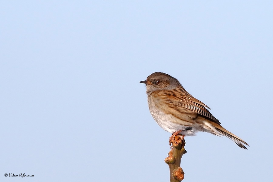 Dunnock