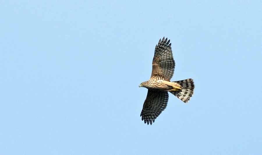 Northern Goshawk